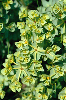 spurge flowers